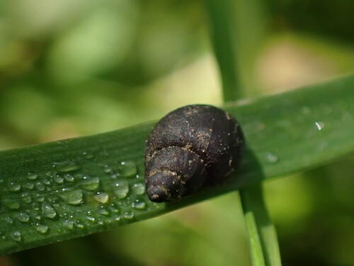 Dwarf pond snail, 74 Aglasterhausen, Germany, photo 7 of 10