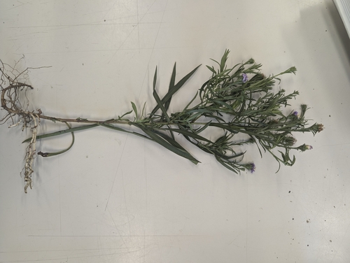 Symphyotrichum anticostense