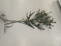 Symphyotrichum anticostense