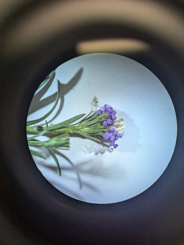 Symphyotrichum anticostense, photograph 1