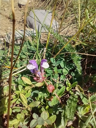 Image of Scutellaria alpina by (c) Mustapha, some rights reserved (CC BY)