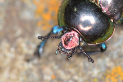 Trypocopris pyrenaeus