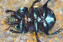 Trypocopris pyrenaeus