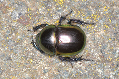 Trypocopris pyrenaeus