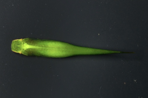 Slender clingfish (Rimicola eigenmanni) — Gobiesocidae — 3
