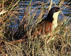 Centropus cupreicaudus