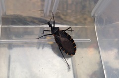 Triatoma gerstaeckeri