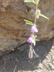 Sairocarpus vexillocalyculatus