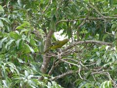 Oriolus flavocinctus