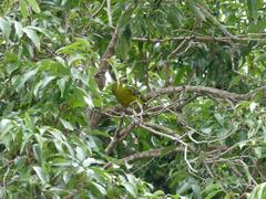 Oriolus flavocinctus