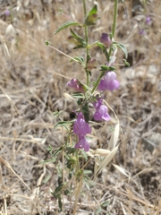 Sairocarpus vexillocalyculatus