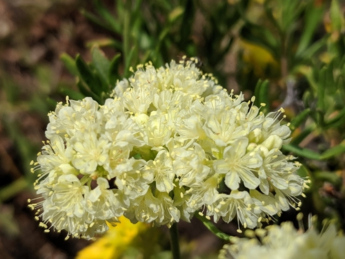Eriogonum sphaerocephalum var. fasciculifolium