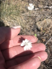 Blepharipappus scaber