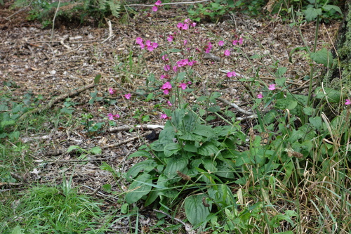 Silene dioica