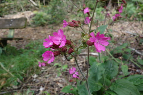 Silene dioica