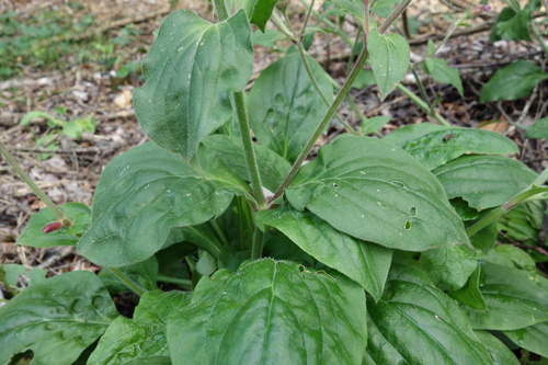 Silene dioica