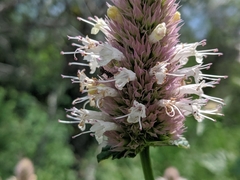 Agastache urticifolia