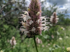 Agastache urticifolia