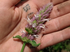Agastache urticifolia