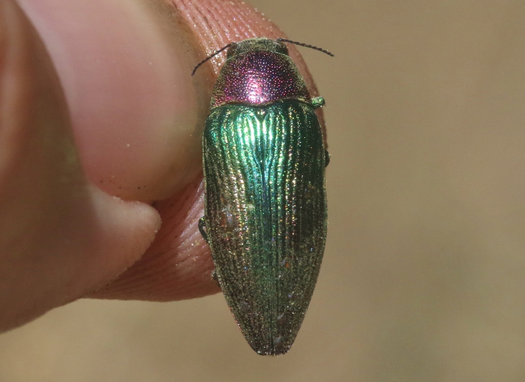 Buprestis connexa