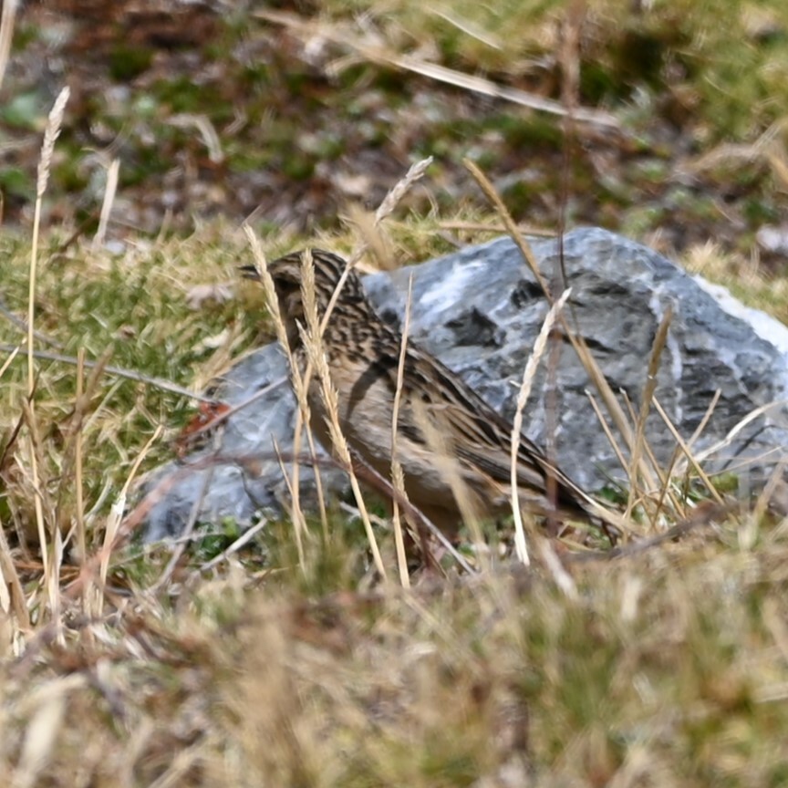 Paramo Pipit (Anthus bogotensis), photo 5