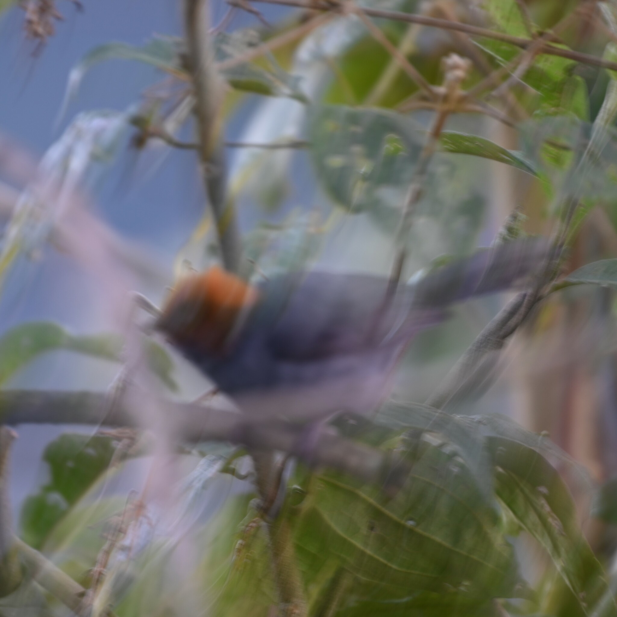 Cuzco Brushfinch (Atlapetes canigenis), photo 8
