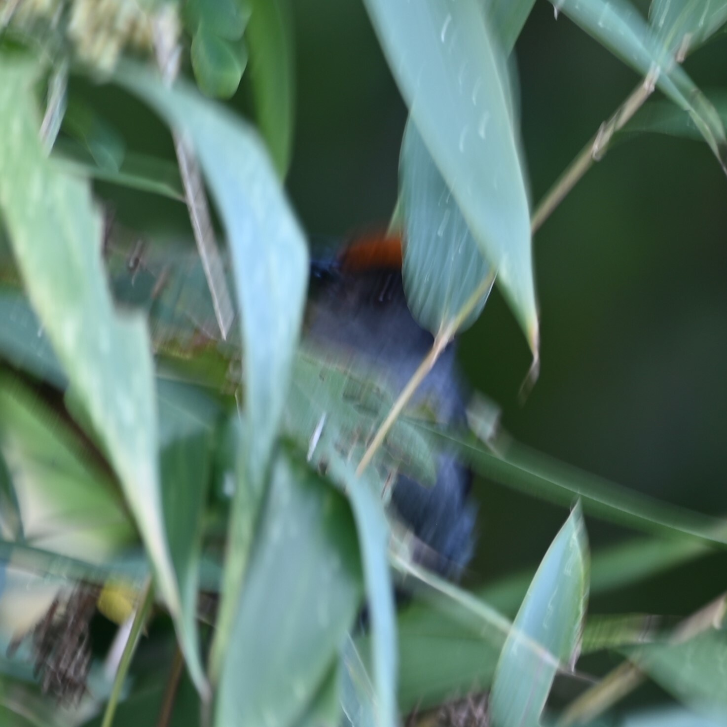 Cuzco Brushfinch (Atlapetes canigenis), photo 7