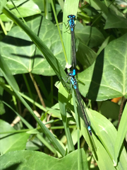 Zoniagrion exclamationis