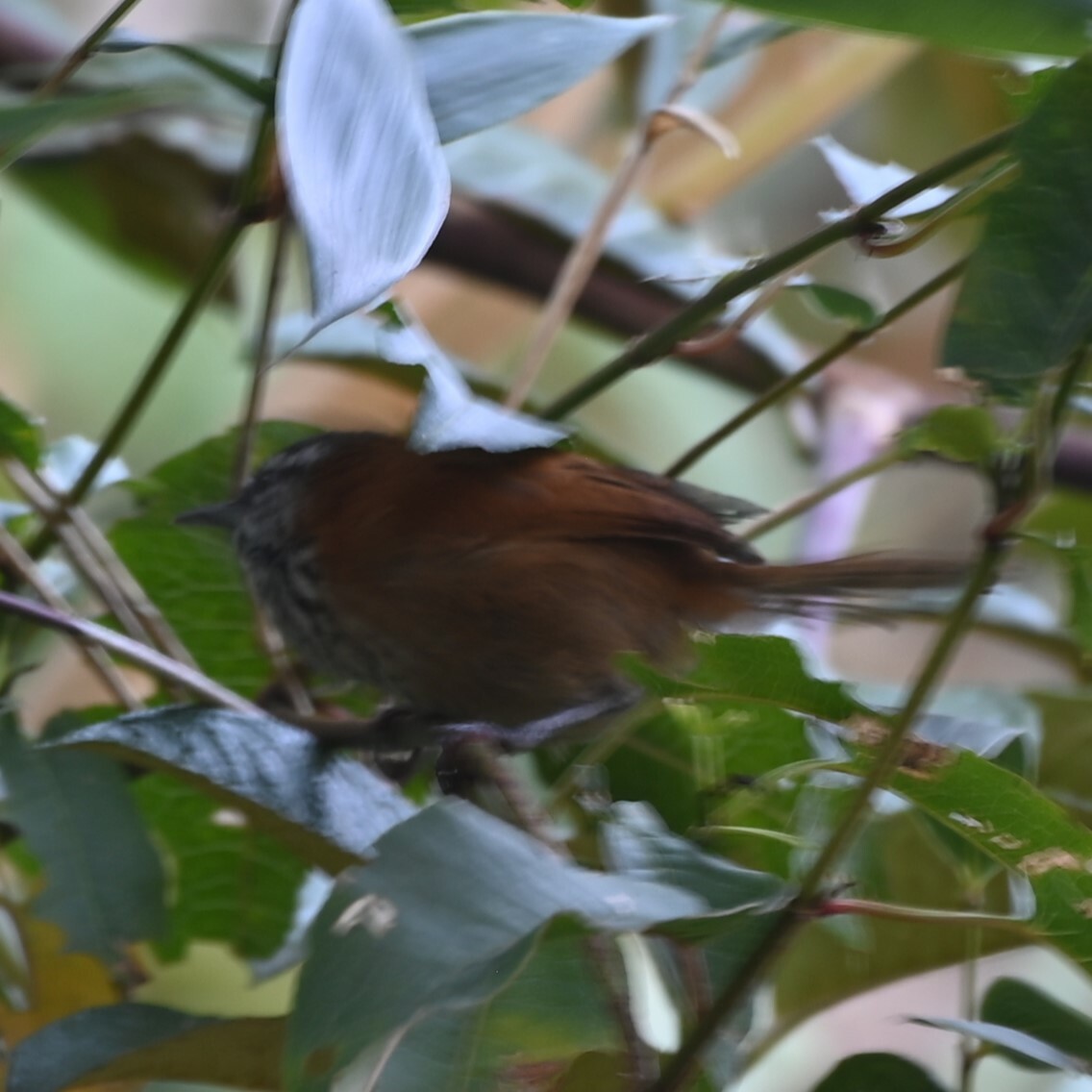 Inca Wren (Pheugopedius eisenmanni), photo 4