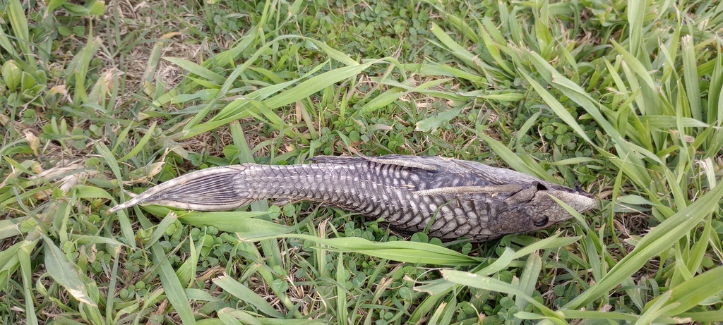 southern sailfin catfish