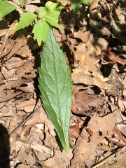 Solidago ulmifolia ulmifolia
