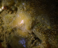 Pseudoceros canadensis