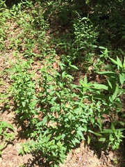 Solidago ulmifolia ulmifolia