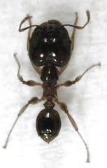 Pheidole megacephala