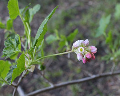 Ribes nevadense