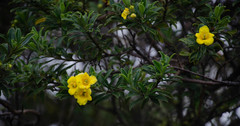 Columellia
