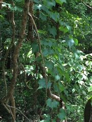 Vitis palmata