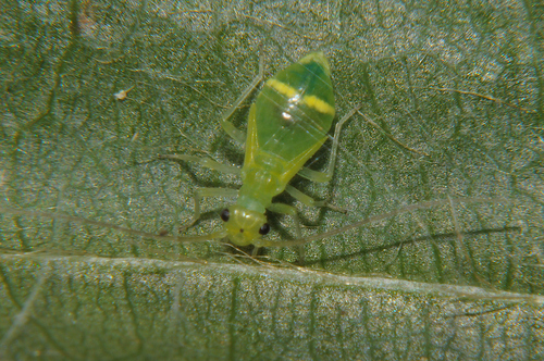 stigma barklouse