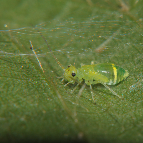 stigma barklouse