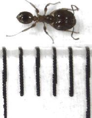 Pheidole megacephala