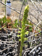 Platanthera michaelii