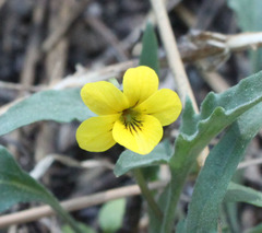 Viola pinetorum