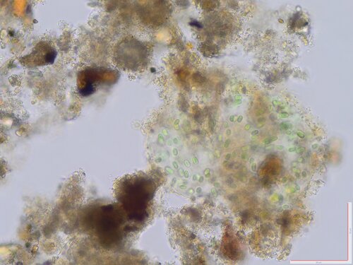 Aphanothece stagnina observed 2024-08-25