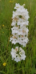 Penstemon tubaeflorus