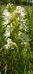 Platanthera praeclara
