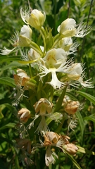 Platanthera praeclara