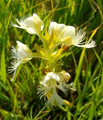 Platanthera praeclara