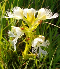 Platanthera praeclara