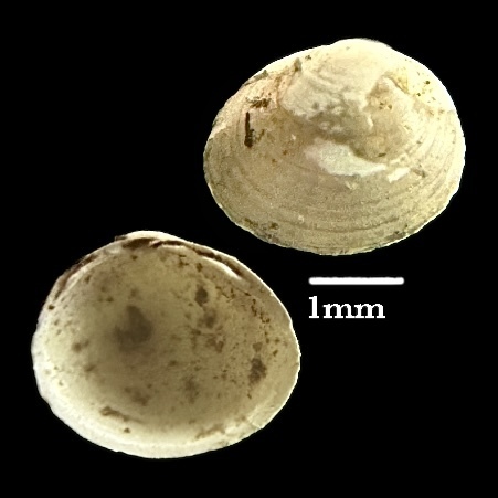 Shining Pea Mussel
