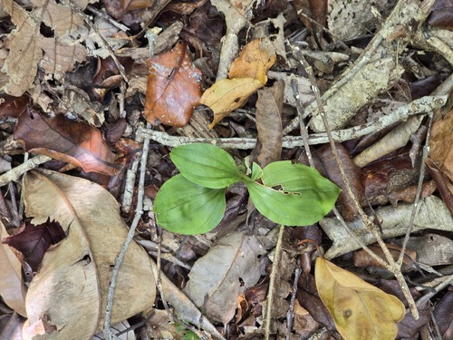 Liparis layardii observed 2024-08-25